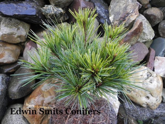 Pinus strobus 'Amanda’s Joy'